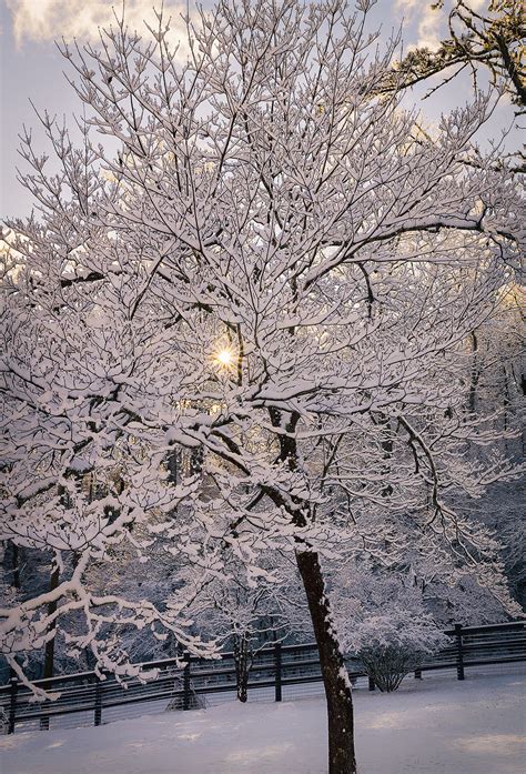 Snowy Sunrise in the Forest on Behance