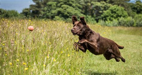 How To Exercise Your Labrador