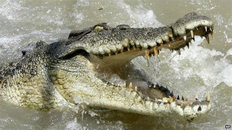 Saltwater crocs have the strongest bite - BBC Newsround