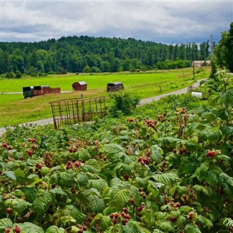 Raspberry Harvest - Martin Spilker Photography