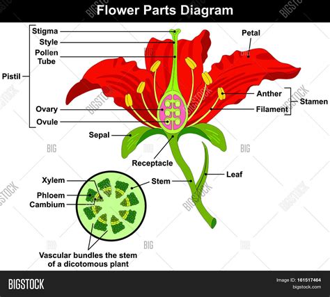 Flower Parts Diagram with stem cross section anatomy of plant morphology and its contents useful ...