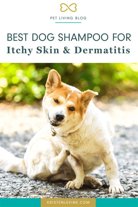 The Best Dog Shampoo for Itchy Skin and Dermatitis