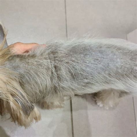 Color dilution alopecia, Yorkshire terrier, dog. Trichogram of the dark... | Download Scientific ...