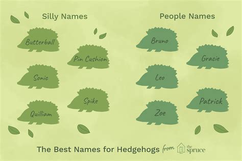 100 Names for Pet Hedgehogs