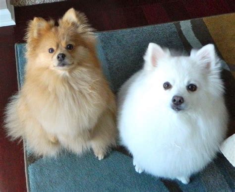 American Eskimo Dog Dog Breed Information, Images, Characteristics, Health