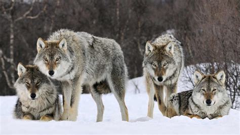 Wolf Pack Wallpapers - Wallpaper Cave