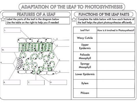 Leaf Structure Worksheet Answers - Low Onvacations Wallpaper Image | Photosynthesis worksheet ...