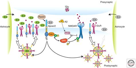 Apolipoprotein E and Apolipoprotein E Receptors: Normal Biology and ...