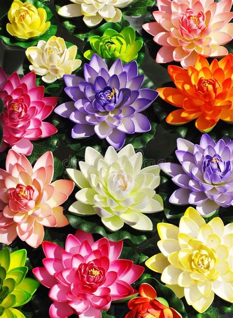 Colorful lotus flowers. Many man-made lotus flowers of various colors floating i , #Sponsored, # ...