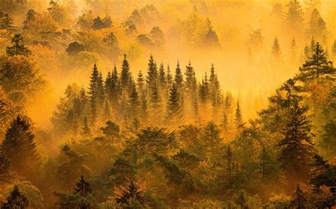 Forest painting, nature, landscape, mist, forest HD wallpaper | Wallpaper Flare