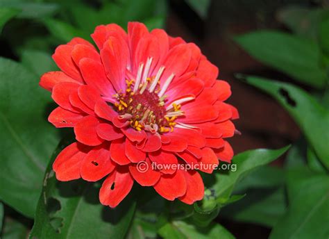 Orange zinnia