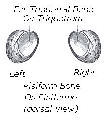 Pisiform bone - encyclopedia article - Citizendium