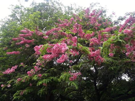 90 Best Flowering Trees for Florida (by Color & w/ Photos)- ProGardenTips