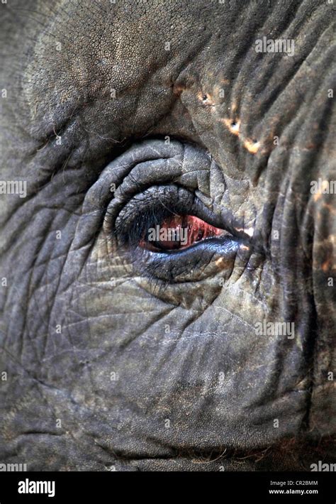 Eye of the elephant close up Stock Photo - Alamy