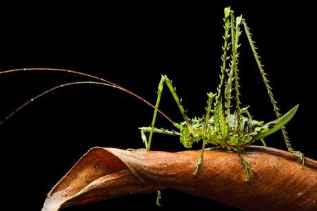 250 Tettigoniidae Stock Pictures, Editorial Images and Stock Photos ...