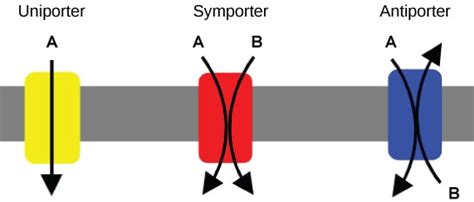 Carrier protein - Definition and Examples - Biology Online Dictionary