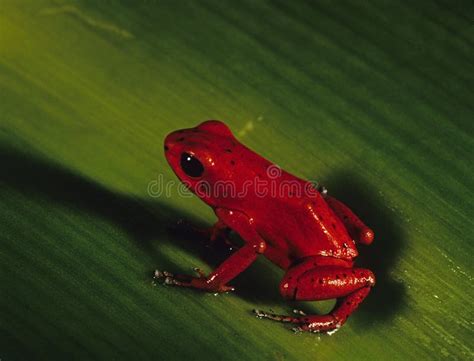 Grenouille Rouge Sur Une Herbe Photo stock - Image du république, forêt ...