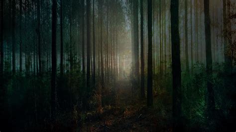 Scary Forest Wallpapers - Wallpaper Cave