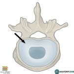 Anulus Fibrosus - AnatomyZone