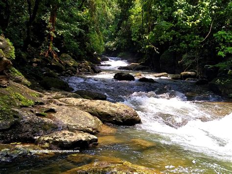 The one and only Living Root Bridge in Meghalaya, India - The Revolving Compass