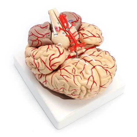 1: 1 Life Size Human Anatomical Brain Pro Dissection Medical Organ Teaching Model-in Medical ...