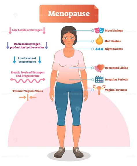 Menopause labeled vector illustration – VectorMine