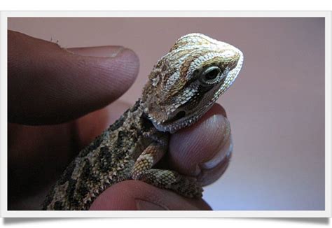 Everything You Need To Know About Baby Bearded Dragon - Known Pets