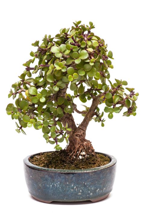 How to Grow And Care For Your Own Jade Bonsai Tree | Grow A Bonsai Tree