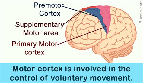 Location, Structure, And Function of the Motor Cortex - Bodytomy