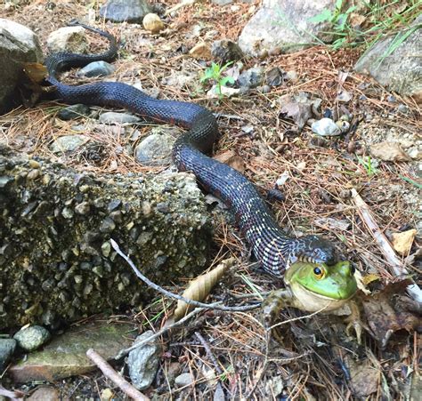 I see your photo of a frog bitten by a snake and raise you a frog halfway eaten by a snake. : r ...