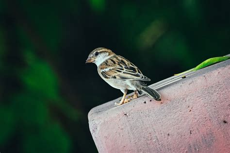 An Indian sparrow - PixaHive