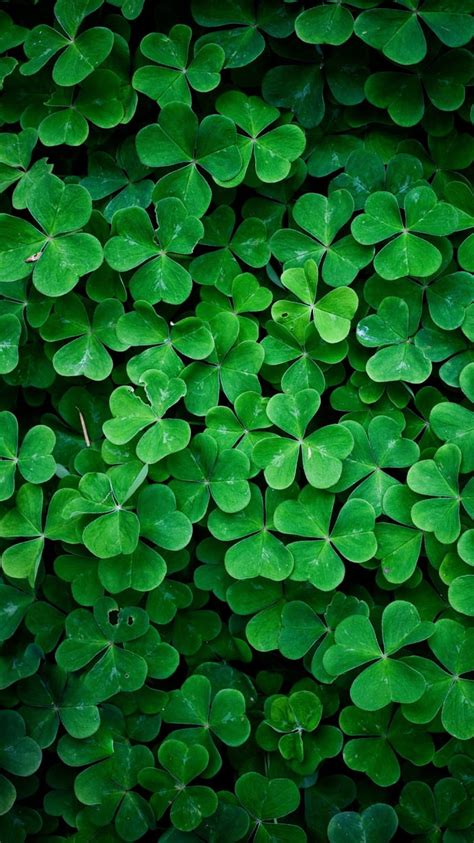 1920x1080px, 1080P free download | Lucky Clover, bonito, green, life, love, luck, nature, HD ...