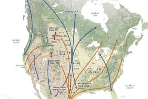 Migratory Bat Maps