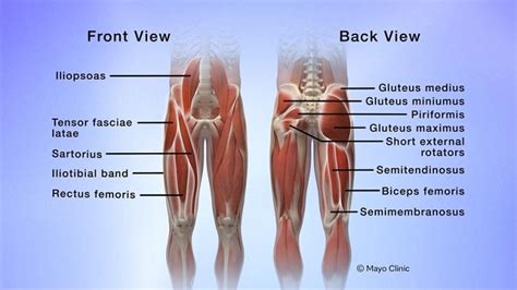 Glute Muscles Anatomy