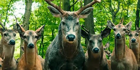 What Do the Deer Mean in 'Leave the World Behind'? Explained | The Mary Sue