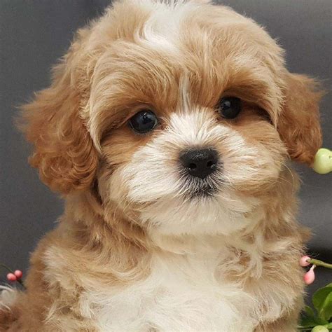 Visit our Cavapoo Puppies for Sale near West Palm Beach Florida!