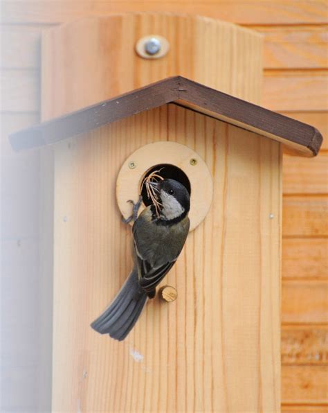 Swallow Nesting Box Decoration Outdoor Garden Birdhouse | Etsy