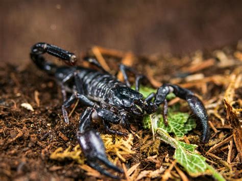 emperor scorpion size habitat and facts - Scorpion Species