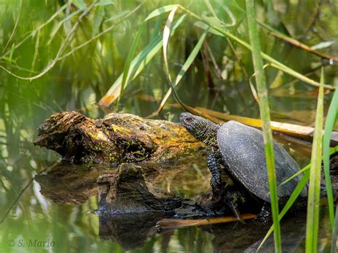 European pond turtle.(TimișRomânia)#WILDLIFE #PHOTOGRAPHY #COLORS OF ...