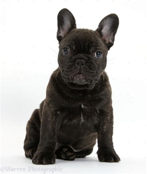 Are Black Brindle French Bulldogs Rare