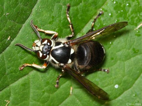 Bald-Faced Hornet - North American Insects & Spiders