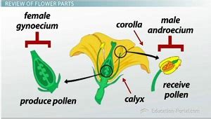 Methods of Pollination | Types, Importance & Facts - Lesson | Study.com