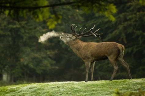 Rothirsche sind wehrhafte Tiere bei Angriffen | Tiernah