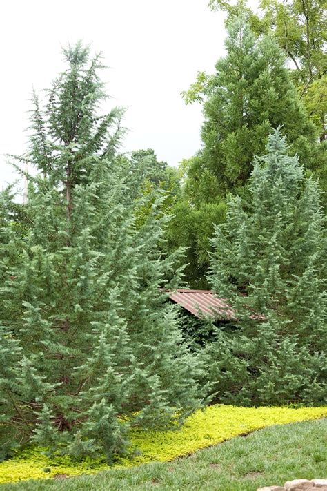 These 5 Fast-Growing Evergreen Trees Quickly Transform Your Landscape | Fast growing evergreens ...