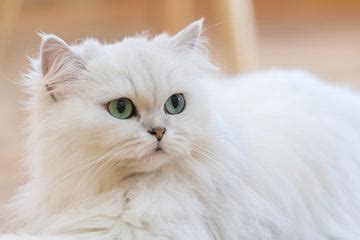 Persian Cat Breed Information: Pet Profile | Dutch