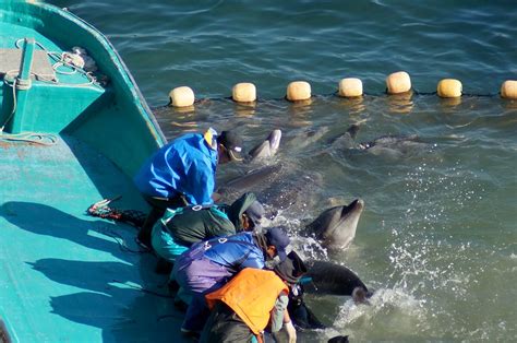 Taiji Dolphin Slaughter Ends With 740 Victims | PETA