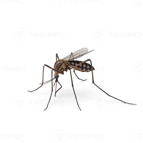 Aedes aegypti Mosquito 25138525 PNG