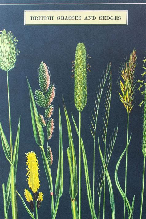 British Grass and Sedges Scientific Chart | Paper texture, Celestial chart, Prints