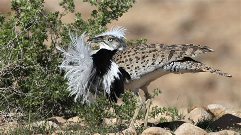 Israel, UAE give wing to preservation of rare desert bird - JNS.org