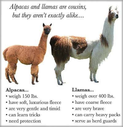 Alpaca vs llama - Difference between alpaca and llama